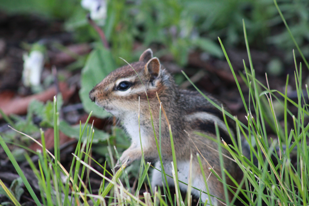 chipmunk